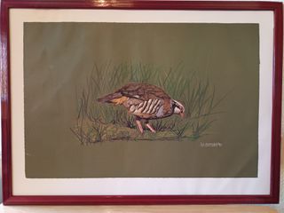 9 Cuadros Colección Completa Fauna Ibérica