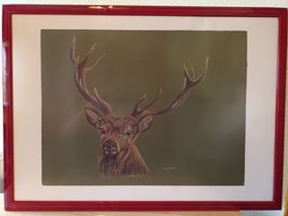 9 Cuadros Colección Completa Fauna Ibérica