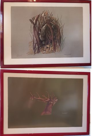 9 Cuadros Colección Completa Fauna Ibérica