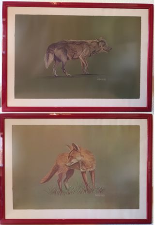 9 Cuadros Colección Completa Fauna Ibérica