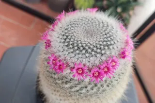 Cactus mammillaria hahniana grande