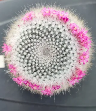 Cactus mammillaria hahniana grande