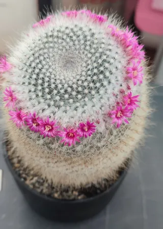 Cactus mammillaria hahniana grande