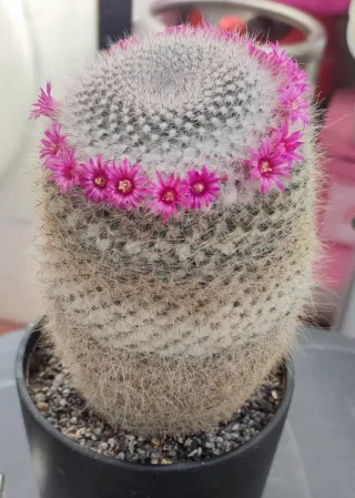 Cactus mammillaria hahniana grande