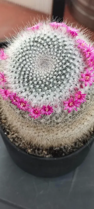 Cactus mammillaria hahniana grande