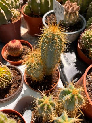 Pilosocereus azureus antorcha azul