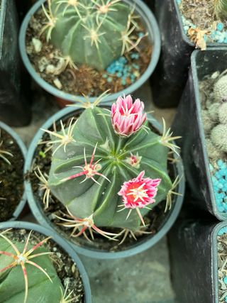 Ferocactus macrodiscus