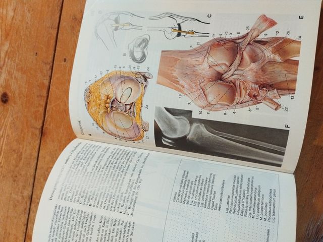 Lippert Anatomía en alemán