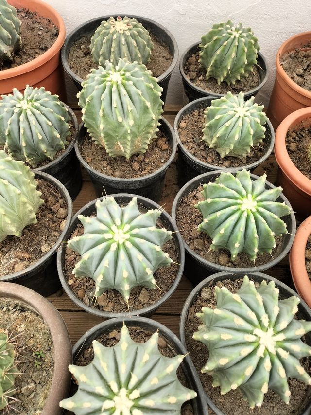 Ferocactus glaucescens inermis