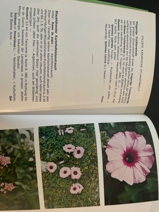 Kanarische pflanzenwelt