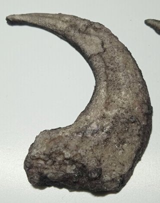 Garra de Velociraptor
