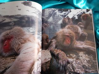 ENCICLOPEDIA DE LOS ANIMALES- MAMIFEROS II