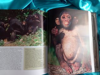 ENCICLOPEDIA DE LOS ANIMALES- MAMIFEROS II