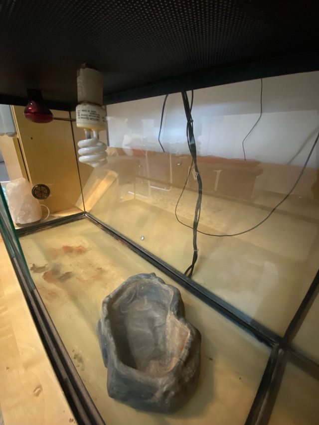 Terrario de reptiles