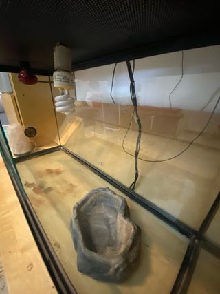 Terrario de reptiles