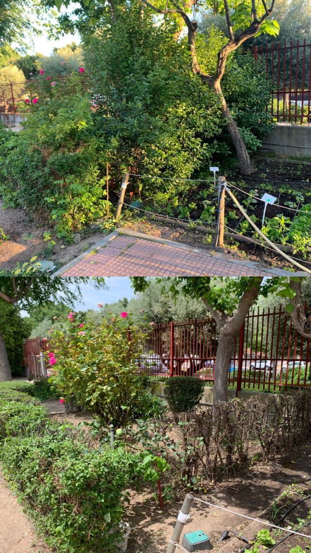 Desbroce de parcelas y fincas