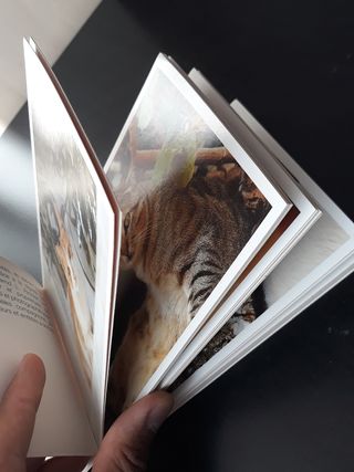 Cartas postales alemanas gatitos 30 piezas