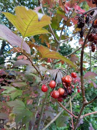 Mundillo en cepellón