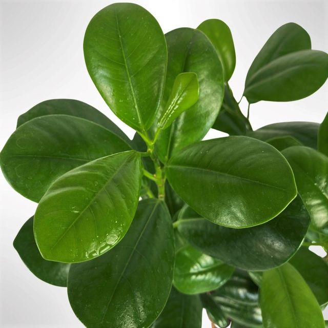 Plantón de ficus microcarpa MOCLAME