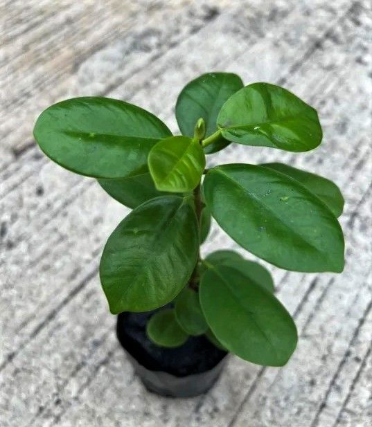 Plantón de ficus microcarpa MOCLAME