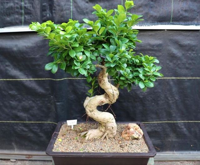 Plantón de ficus microcarpa MOCLAME