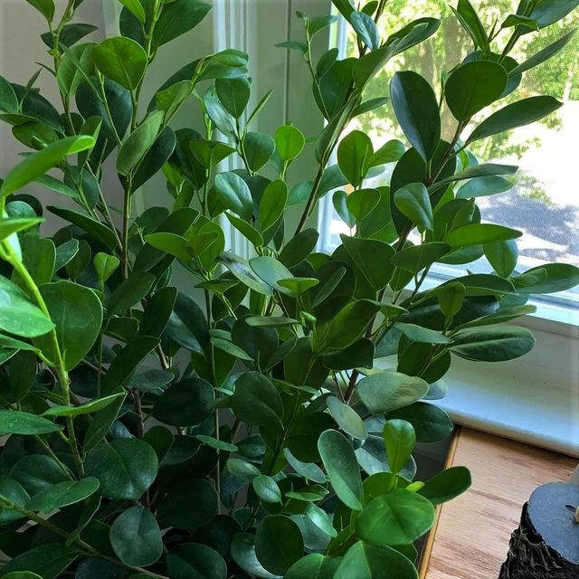 Plantón de ficus microcarpa MOCLAME