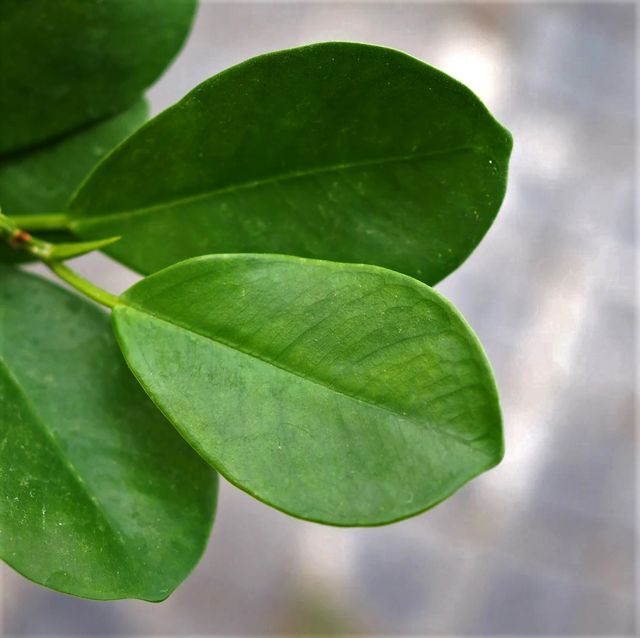 Plantón de ficus microcarpa MOCLAME