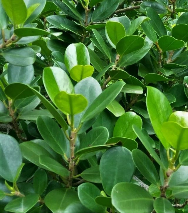 Plantón de ficus microcarpa MOCLAME