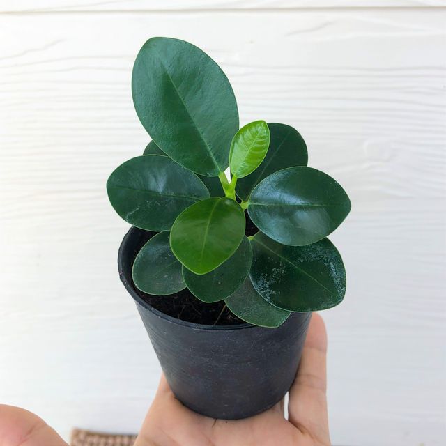 Plantón de ficus microcarpa MOCLAME
