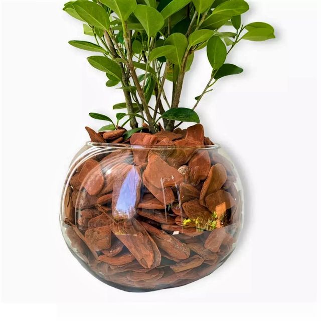 Plantón de ficus microcarpa MOCLAME