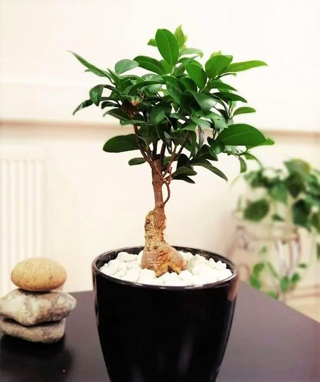 Plantón de ficus microcarpa MOCLAME