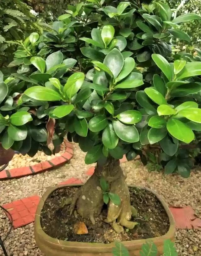 Plantón de ficus microcarpa MOCLAME