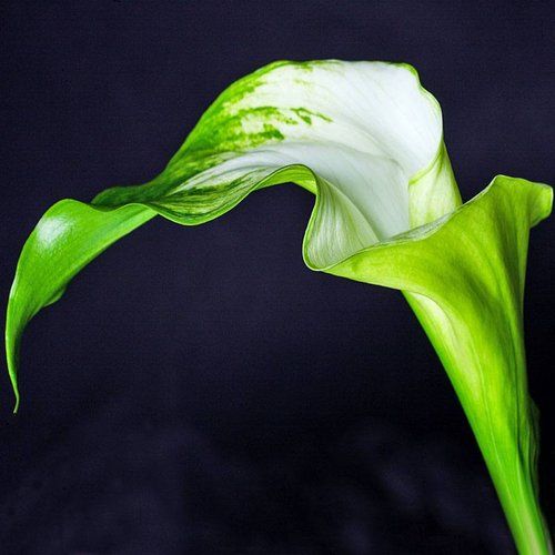 Semillas de Cala Verde (Zantedeschia)