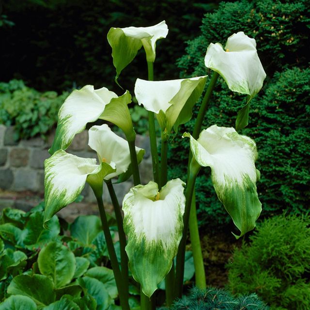 Semillas de Cala Verde (Zantedeschia)