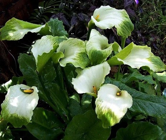 Semillas de Cala Verde (Zantedeschia)