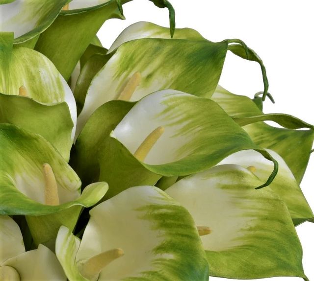 Semillas de Cala Verde (Zantedeschia)