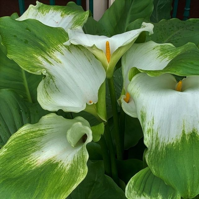 Semillas de Cala Verde (Zantedeschia)