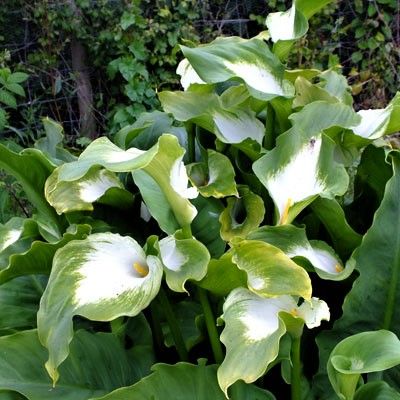Semillas de Cala Verde (Zantedeschia)
