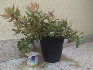 suculenta ENRAIZADA sedum nussbaumerianum