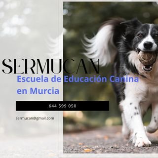 Educador Canino Murcia 
