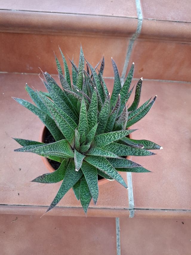 Planta Aloe Aristata Hawarta