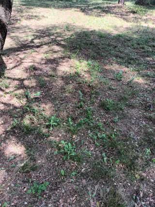 Parcela en trassierras