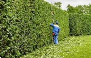 JARDINERO Y MANTENIMIENTO tlf 681925962