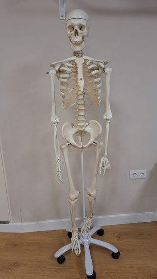 Esqueleto humano 3b