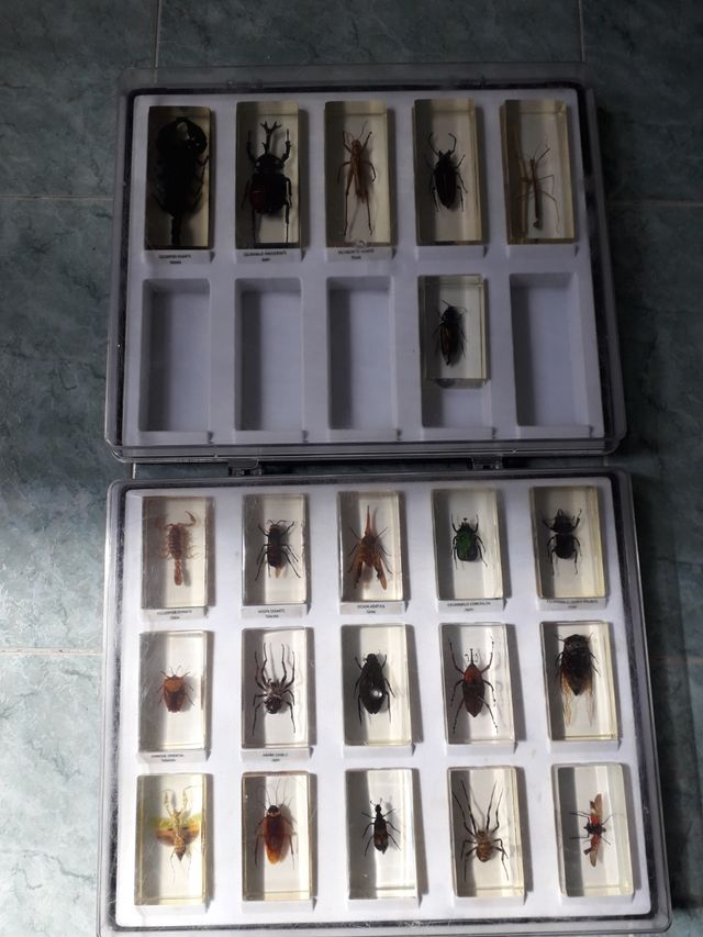 CAJAS INSECTOS EN METACRILATO