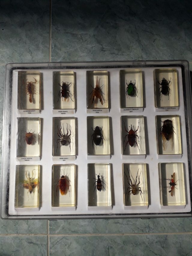 CAJAS INSECTOS EN METACRILATO