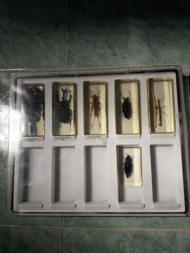 CAJAS INSECTOS EN METACRILATO