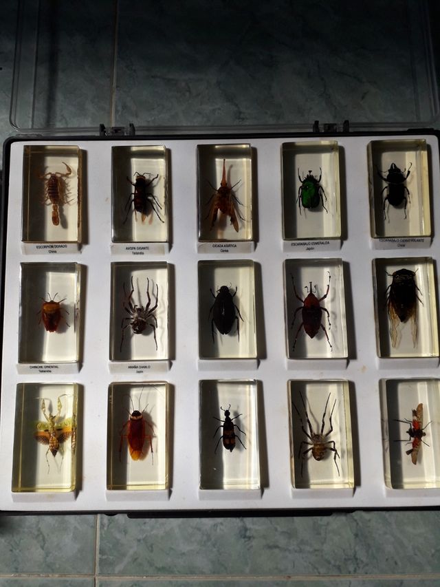 CAJAS INSECTOS EN METACRILATO