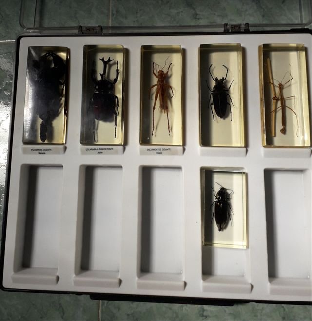 CAJAS INSECTOS EN METACRILATO