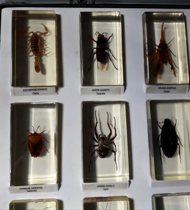 CAJAS INSECTOS EN METACRILATO
